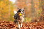 Australian Shepherd