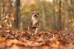 Australian Shepherd