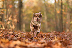 Australian Shepherd