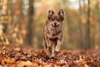 Australian Shepherd