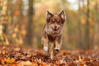 Australian Shepherd