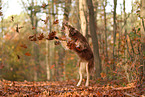 Australian Shepherd