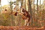 Australian Shepherd