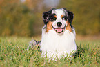 Australian Shepherd