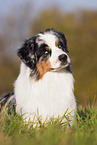 Australian Shepherd