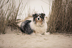 Australian Shepherd