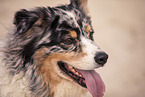 Australian Shepherd