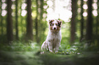 Australian Shepherd Puppy