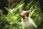 Australian Shepherd Puppy