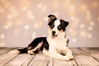 Australian Shepherd