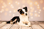 Australian Shepherd