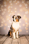 Australian Shepherd