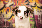 Australian Shepherd