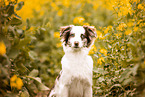 Australian Shepherd