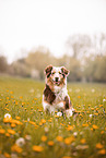 Australian Shepherd