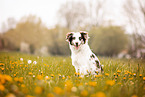 Australian Shepherd