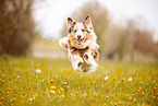 Australian Shepherd