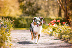 Australian Shepherd