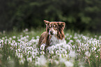 Australian Shepherd