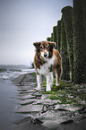 Australian Shepherd