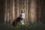 Australian Shepherd