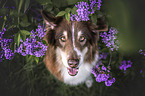 Australian Shepherd