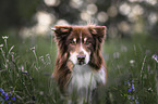 Australian Shepherd