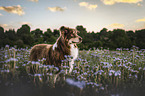 Australian Shepherd