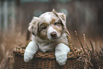 Australian Shepherd Puppy