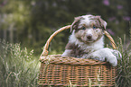 Australian Shepherd Puppy