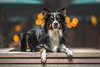 male Australian Shepherd