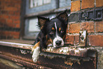 male Australian Shepherd