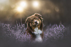 female Australian Shepherd