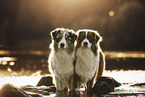 young Australian Shepherds