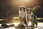 young Australian Shepherds