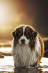 young Australian Shepherd