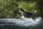 Australian Shepherd