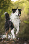 Australian Shepherd