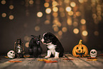 Australian Shepherd Puppy