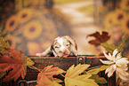 Australian Shepherd Puppy