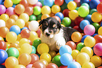 Australian Shepherd Puppy