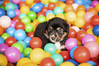 Australian Shepherd Puppy