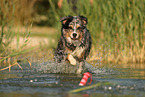 Australian Shepherd