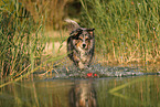 Australian Shepherd