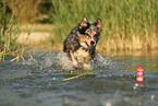 Australian Shepherd