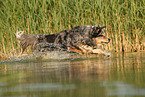 Australian Shepherd