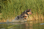 Australian Shepherd