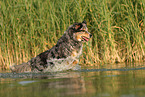 Australian Shepherd