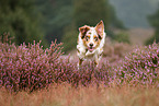 Australian Shepherd