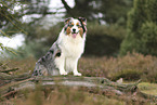 Australian Shepherd